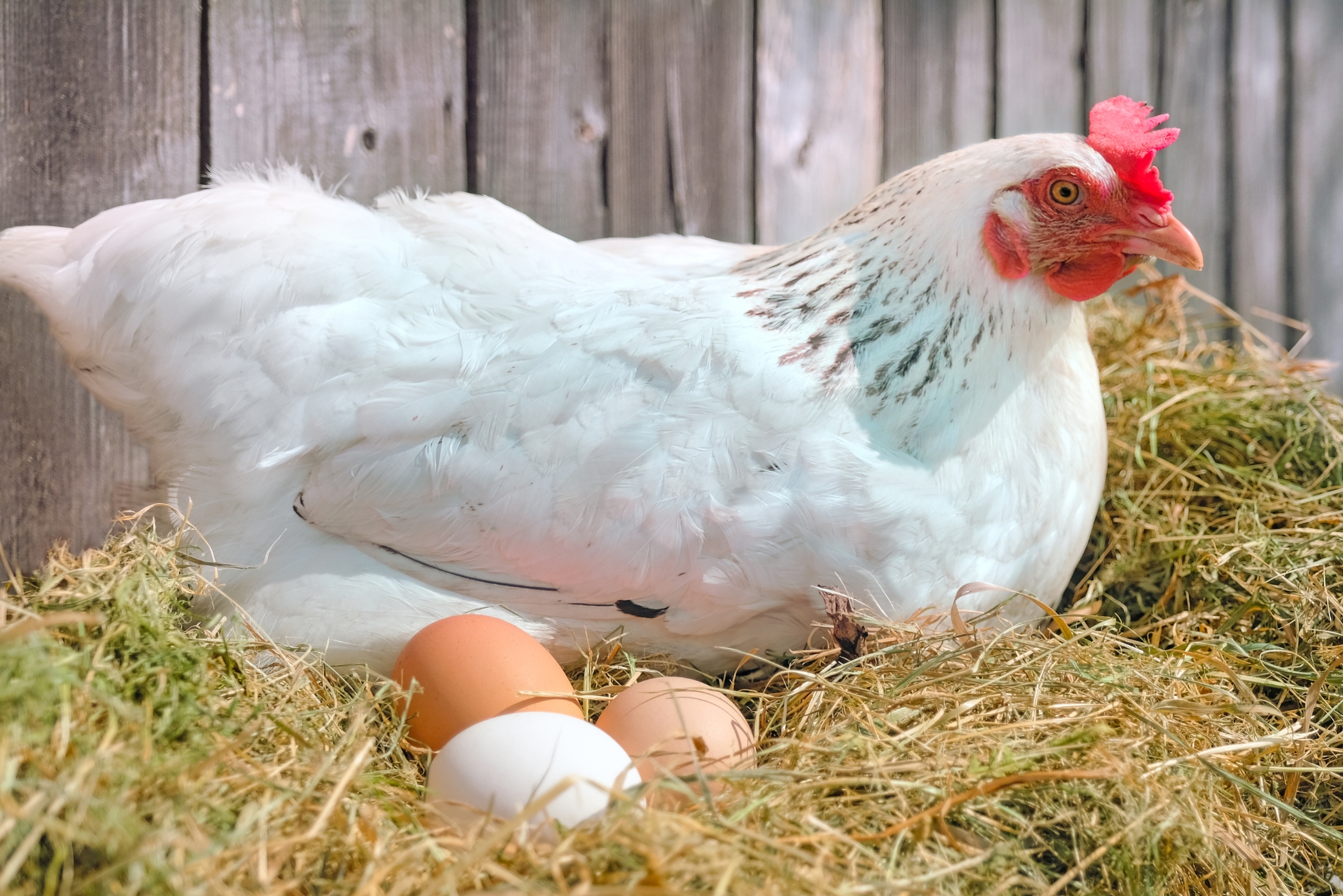 What to Feed Your Chickens for the Freshest, Healthiest, Tastiest Eggs