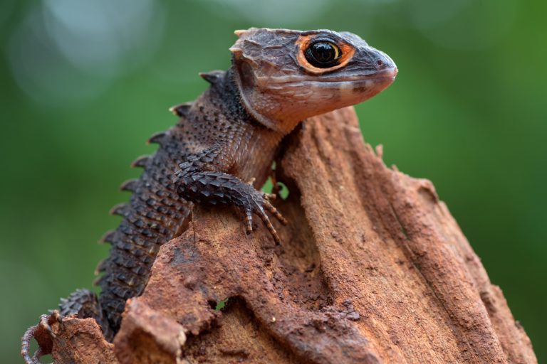 Crocodile Skink Humidity Requirements (And How to Get Them Right)