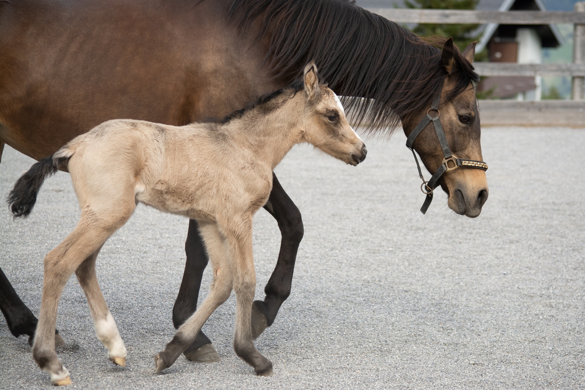 Can You Raise Foals in Stalls With Turnout? Here's What the Research Actually Says