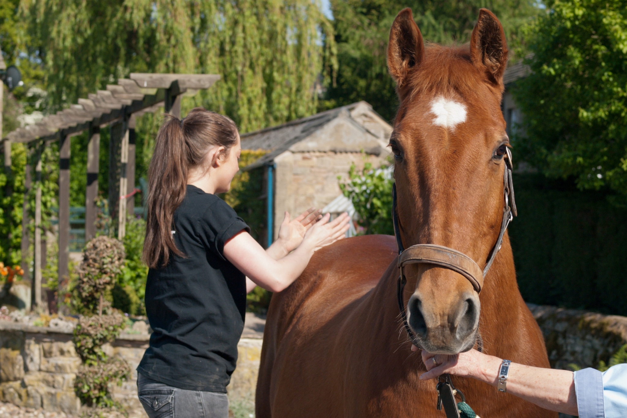 How to Become an Equine Massage Therapist