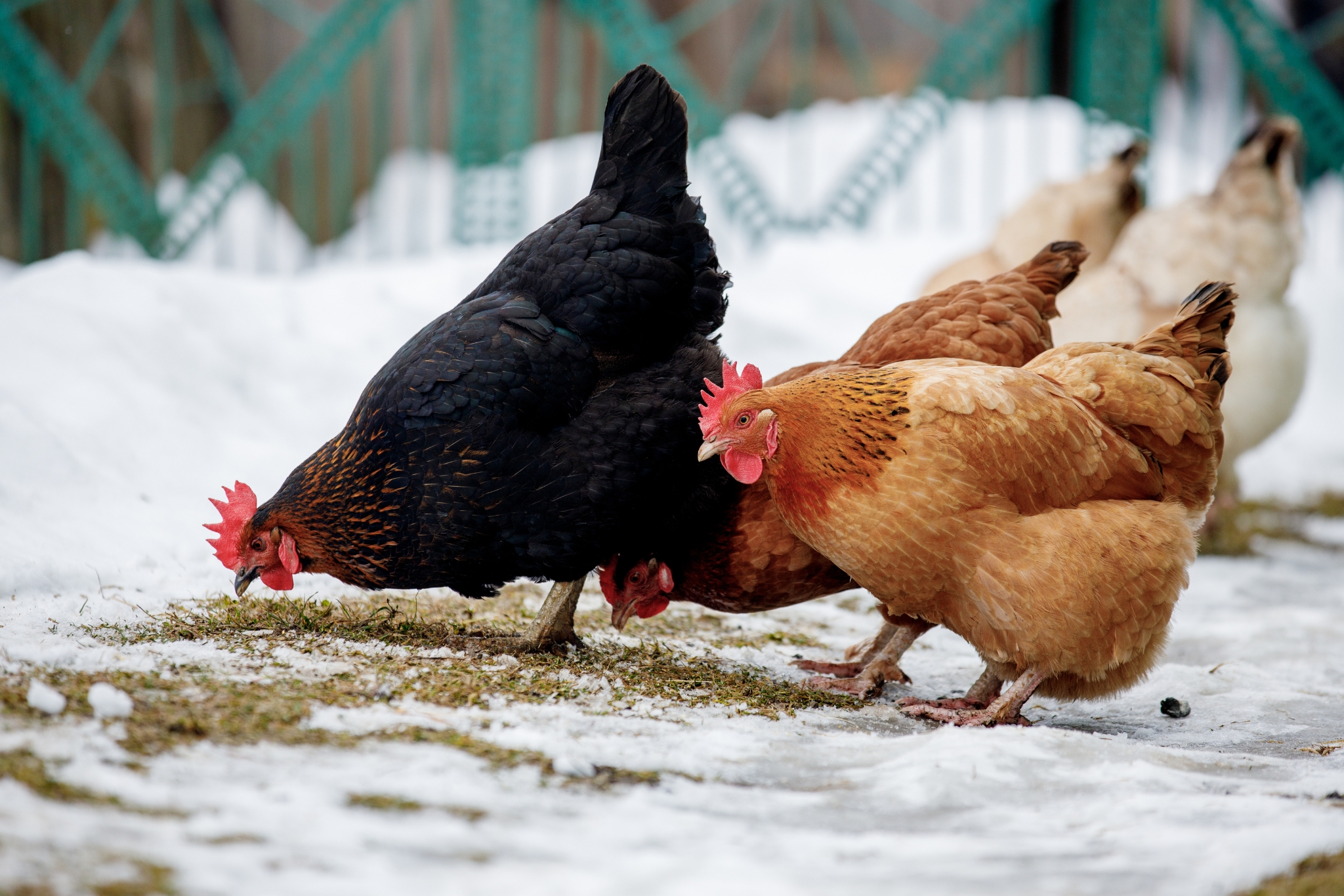 The Best Chicken Breeds for Cold Climates (And How to Keep Them Thriving All Winter)