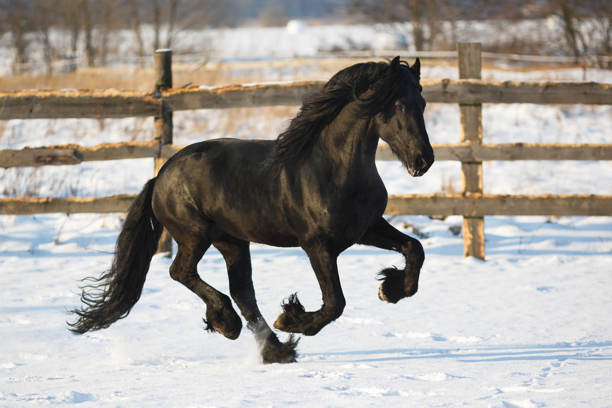 Winter Horse Care 101: Managing Horses Safely in Snow and Ice