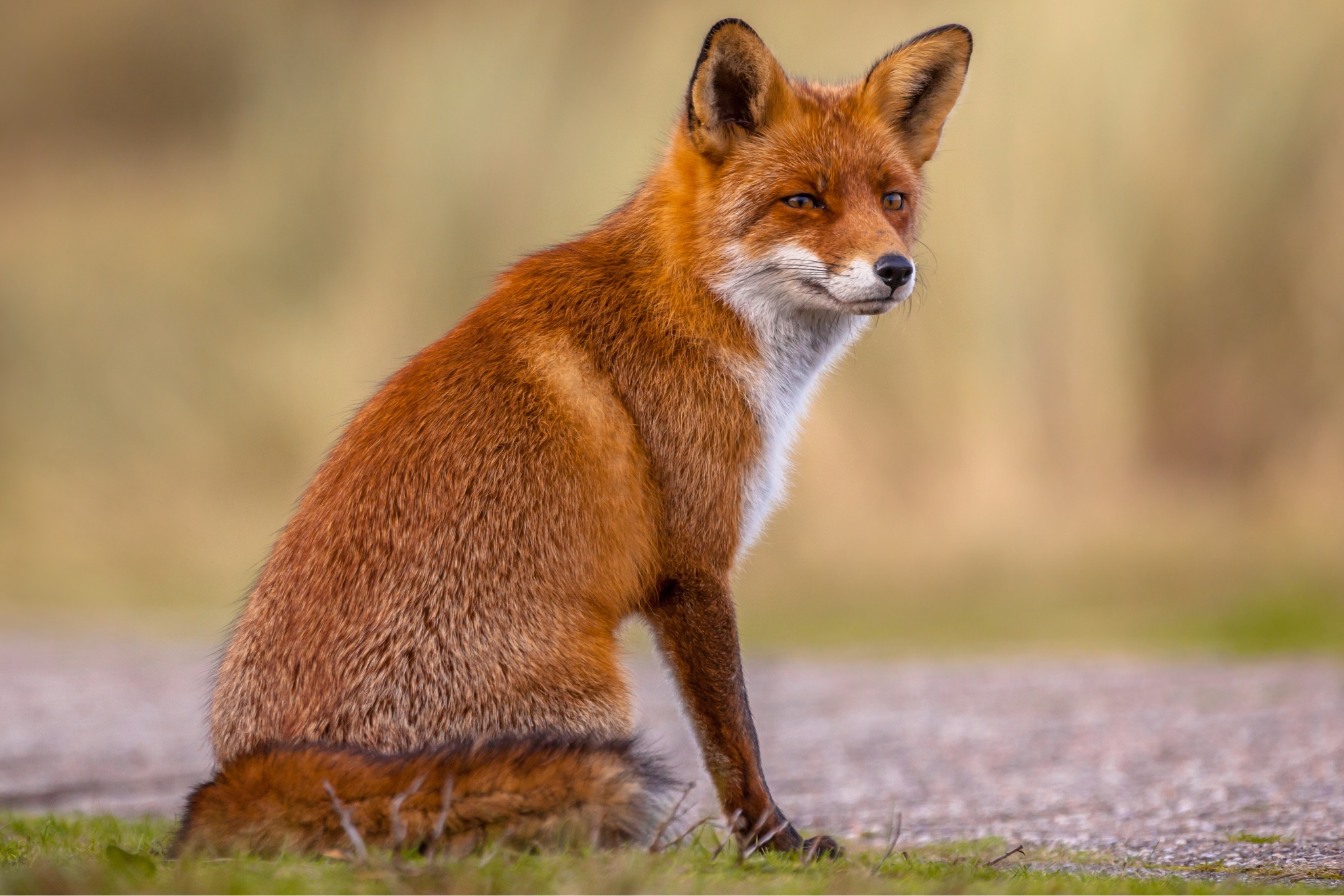 Are Pet Foxes Legal in Idaho?