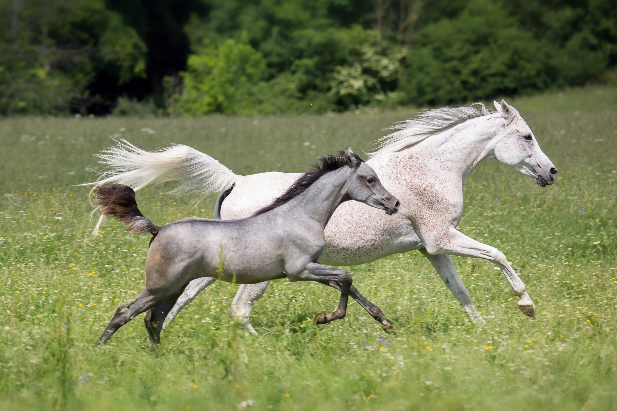 Equine Cryotherapy Explained: Benefits, How It Works, and When to Use It