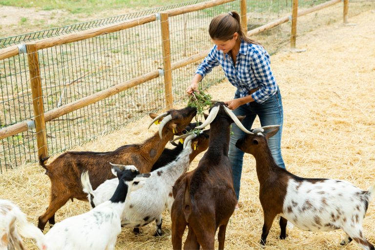 The Most Profitable Livestock for Beginners to Raise (And How to Actually Make Money at It)