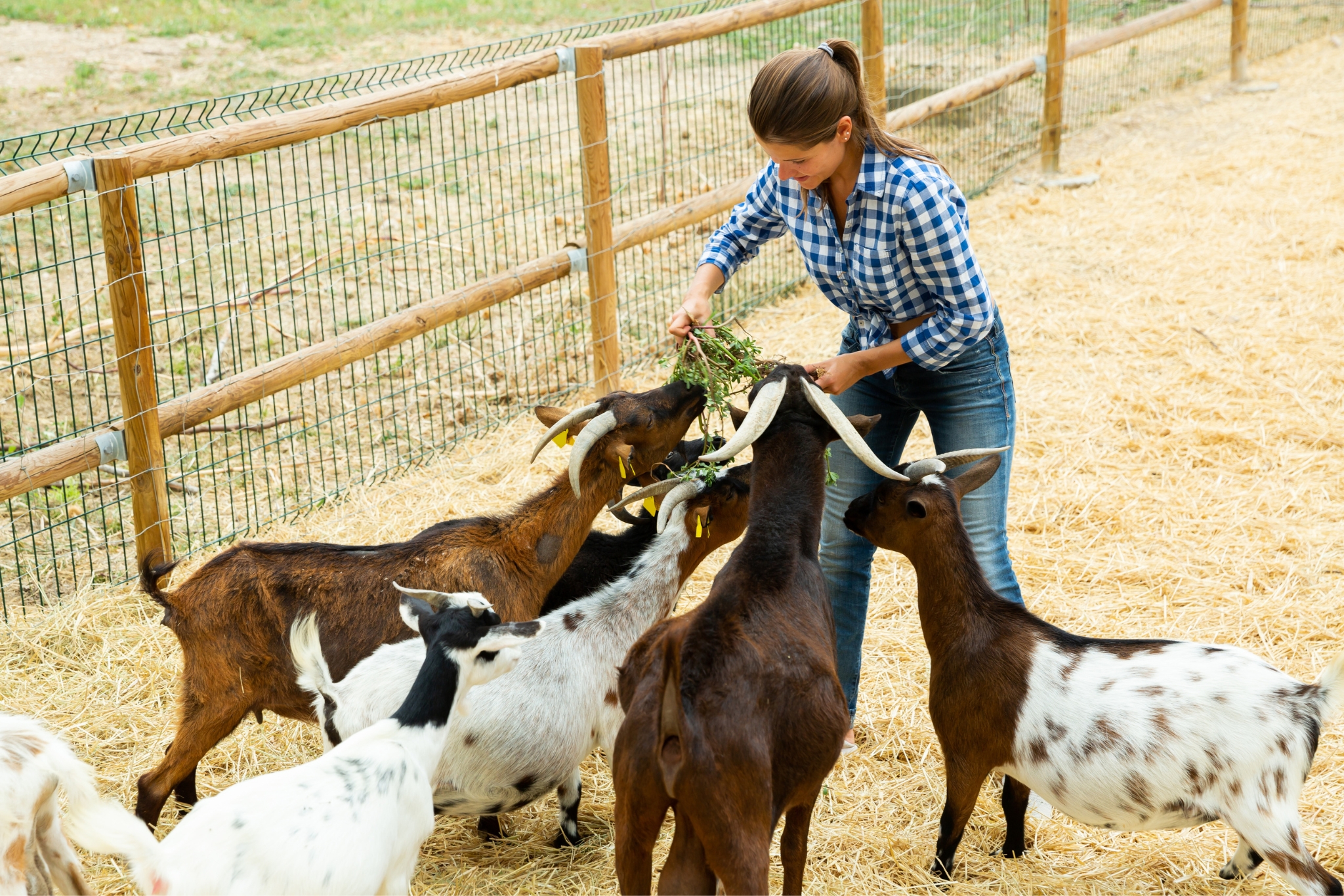 The Most Profitable Livestock for Beginners to Raise (And How to Actually Make Money at It)