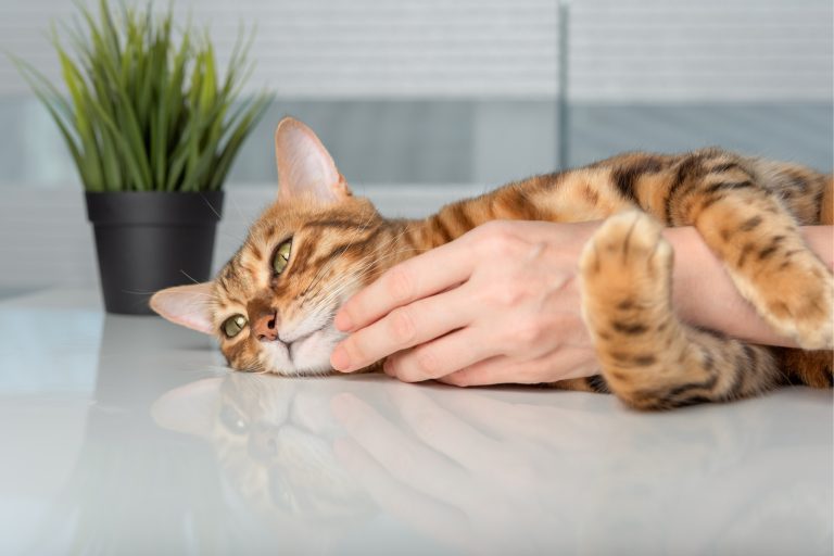8 Ways to Bond With Your Bengal Cat