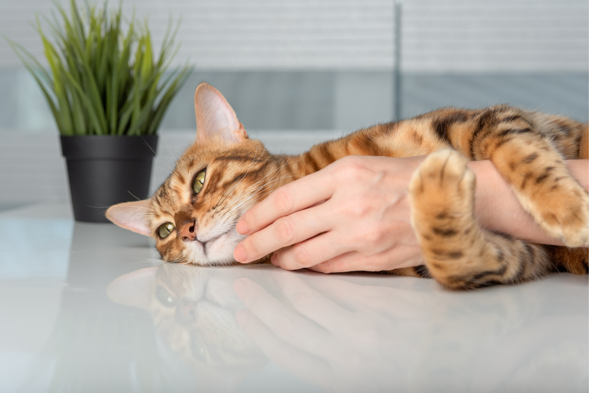 8 Ways to Bond With Your Bengal Cat
