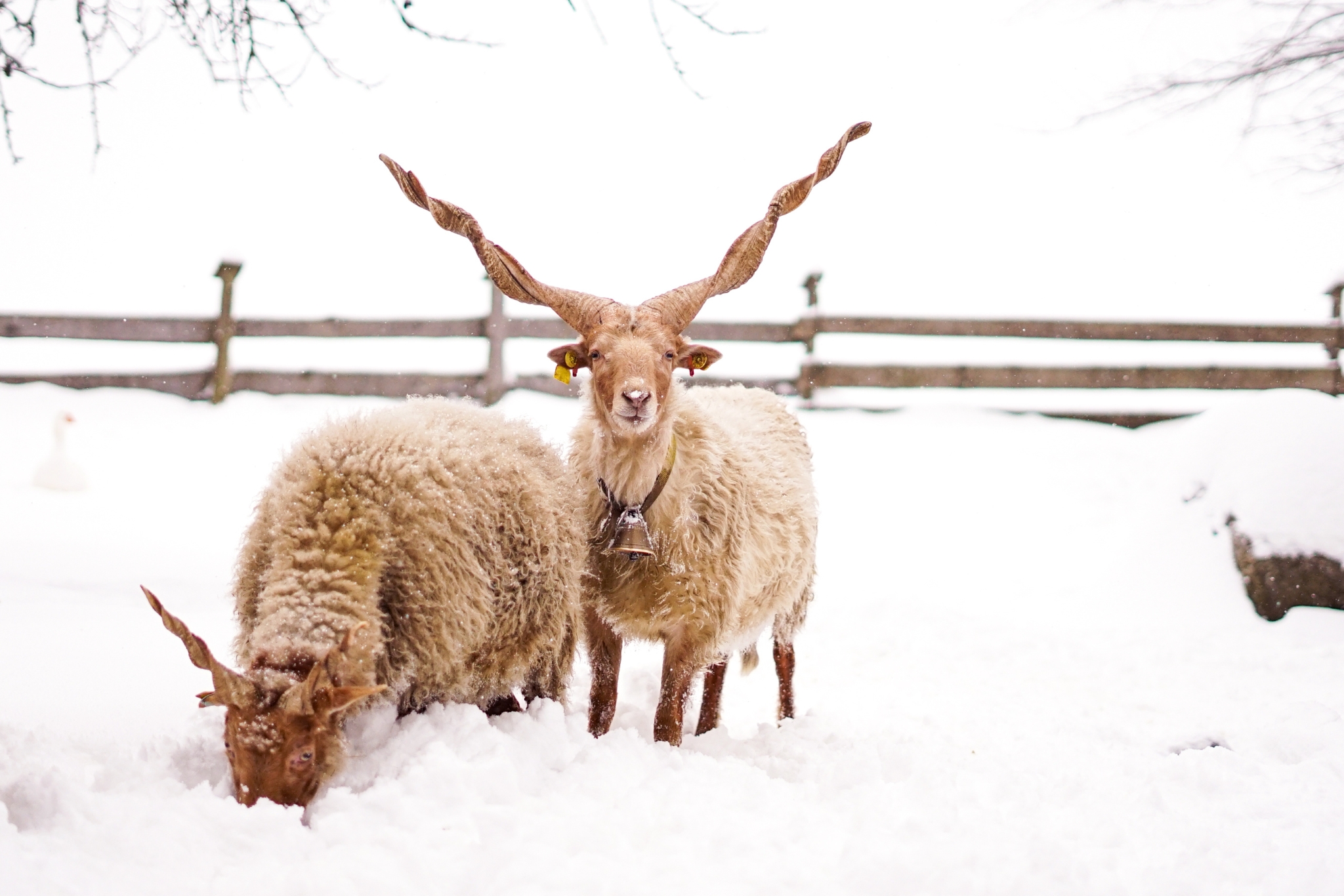 Raising Goats in Cold and Snowy Weather: Your Complete Winter Care Guide