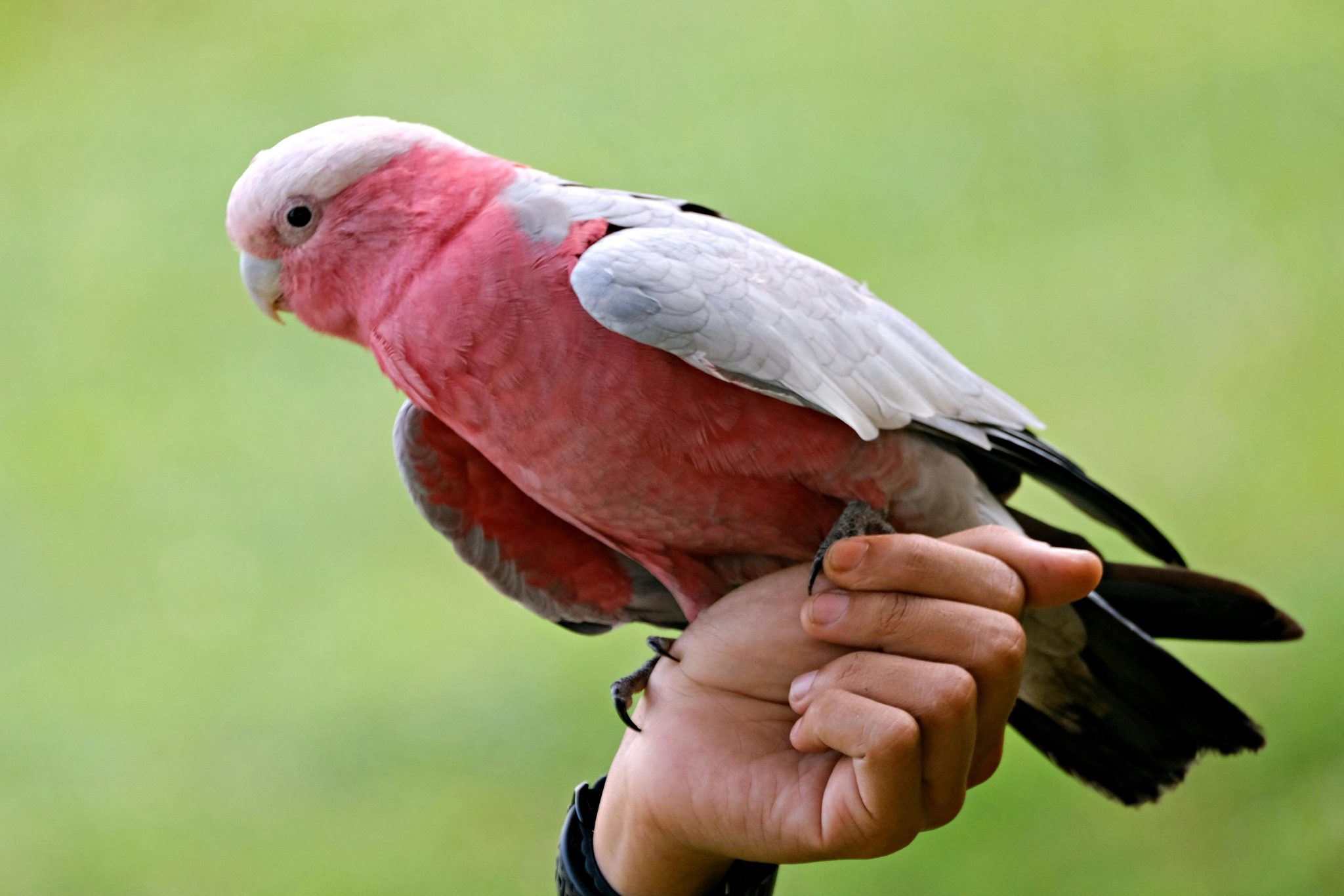 What It's Really Like Living With a Pet Galah Cockatoo