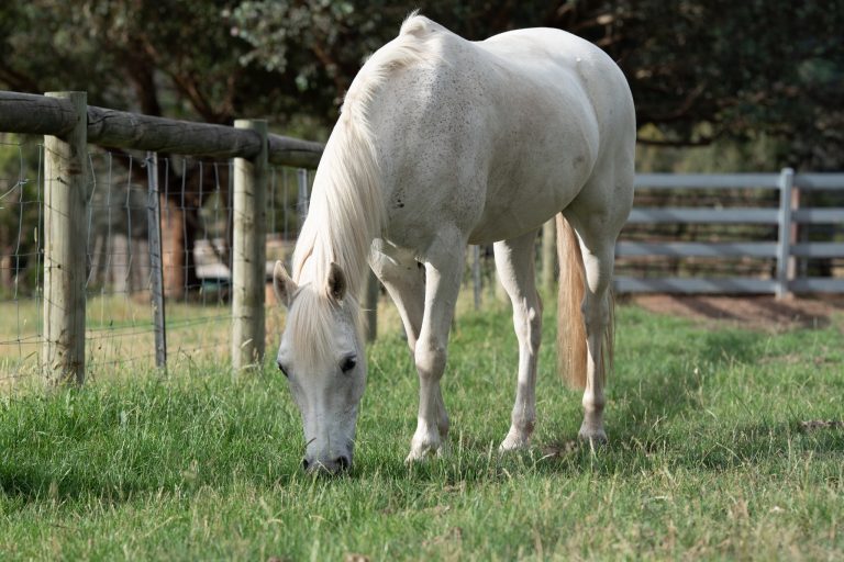 How Many Hours of Turnout Does a Horse Need? What the Science Says