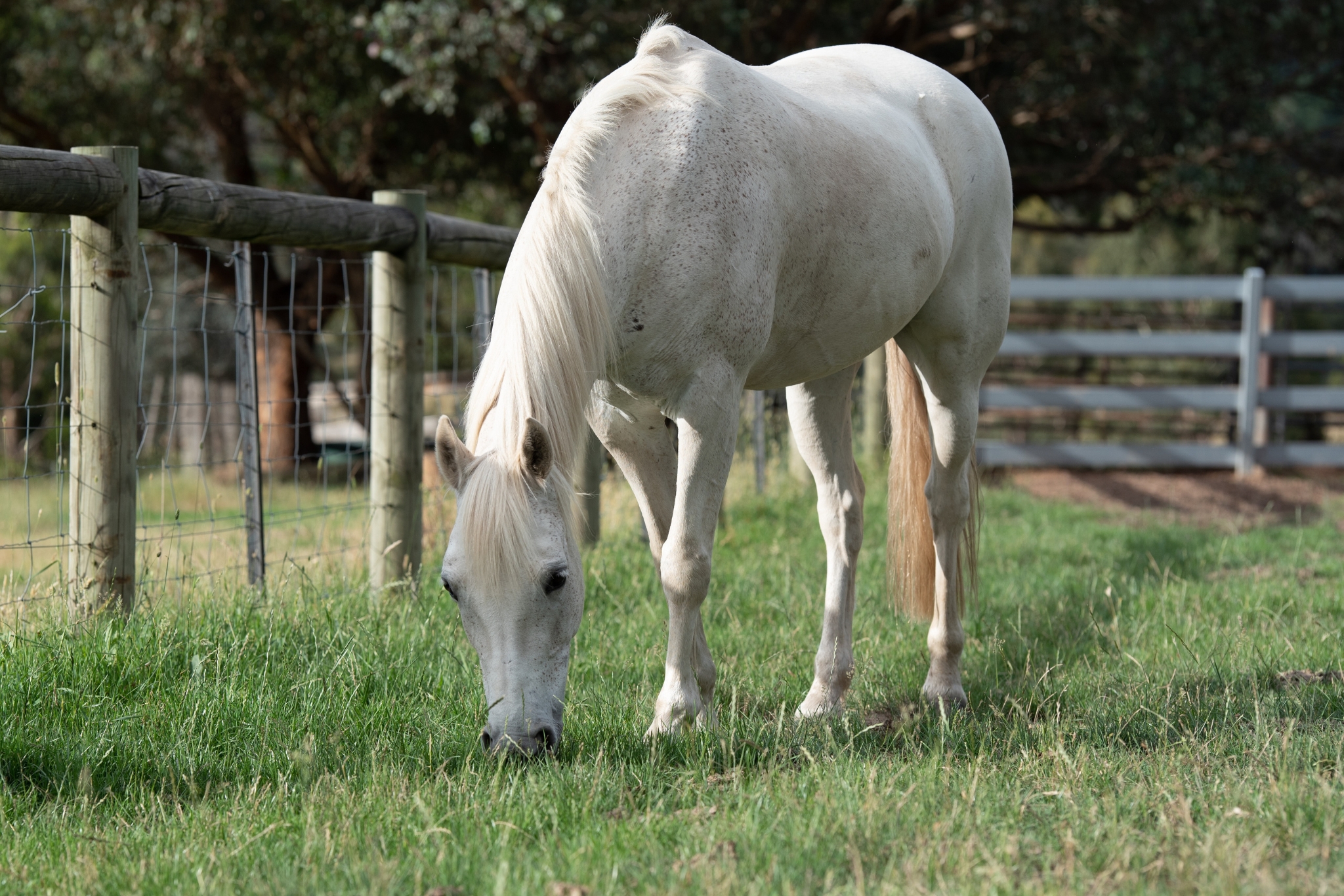 How Many Hours of Turnout Does a Horse Need? What the Science Says