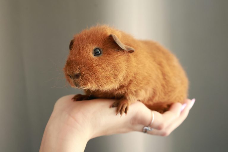 How to Bond With Your Guinea Pig