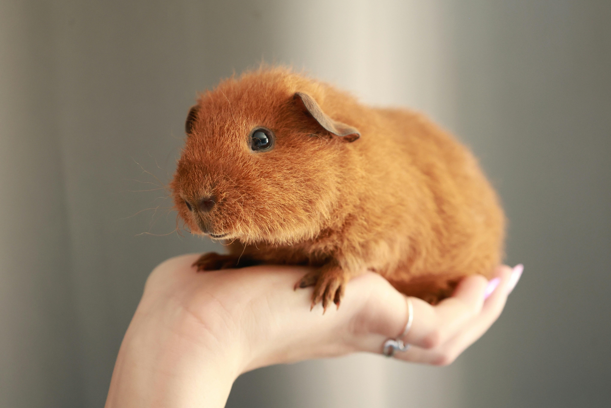 How to Bond With Your Guinea Pig