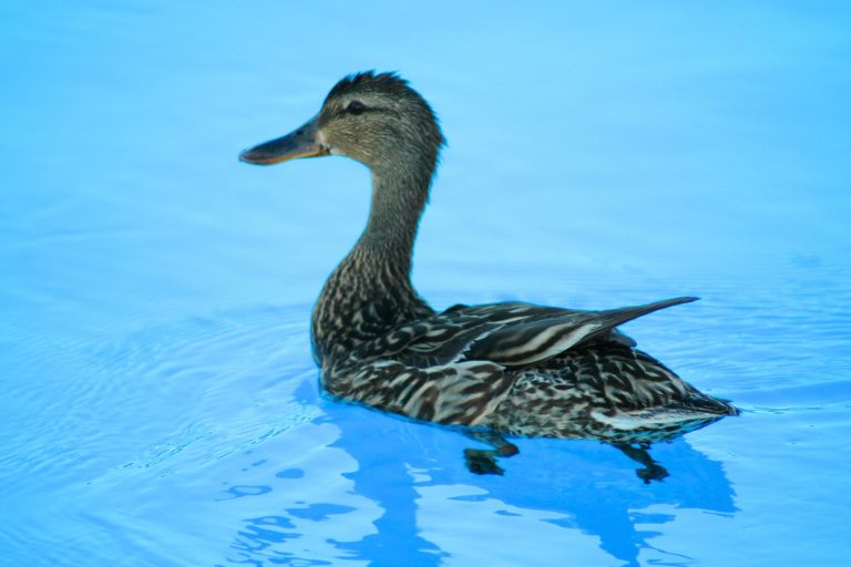 How to Keep Pet Ducks Happy Without a Pond