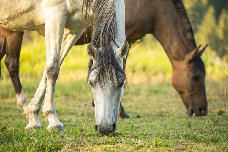 Herbs for Horses: What Works, What's Risky, and What to Skip