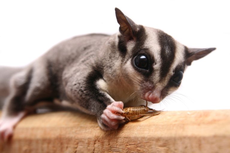 6 Best Bugs for Sugar Gliders (and the Ones to Skip)