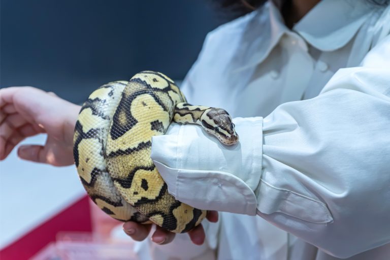 How to Bond With Your Pet Ball Python