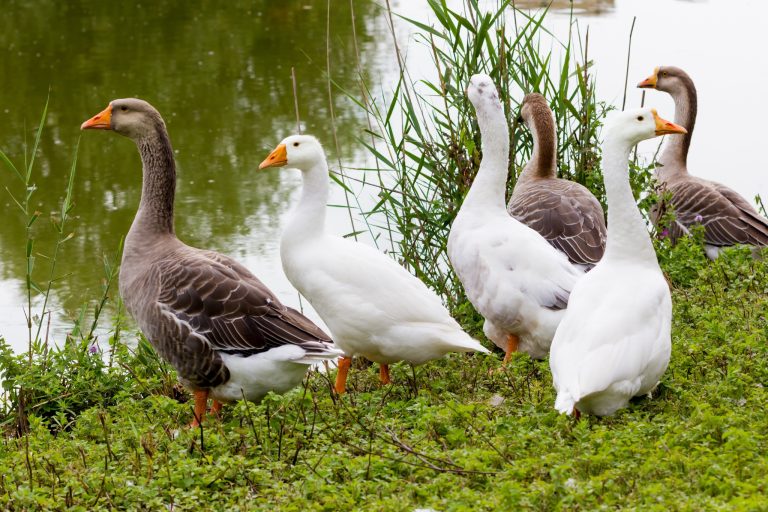 The Truth About Keeping Geese: 10+ Truths Every New Owner Should Hear