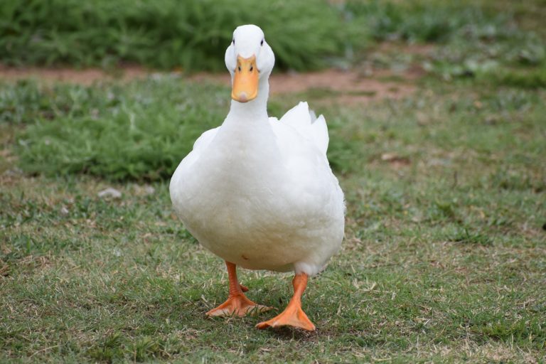 210+ Best Pet Duck Names: Cute, Funny, and Unique Ideas
