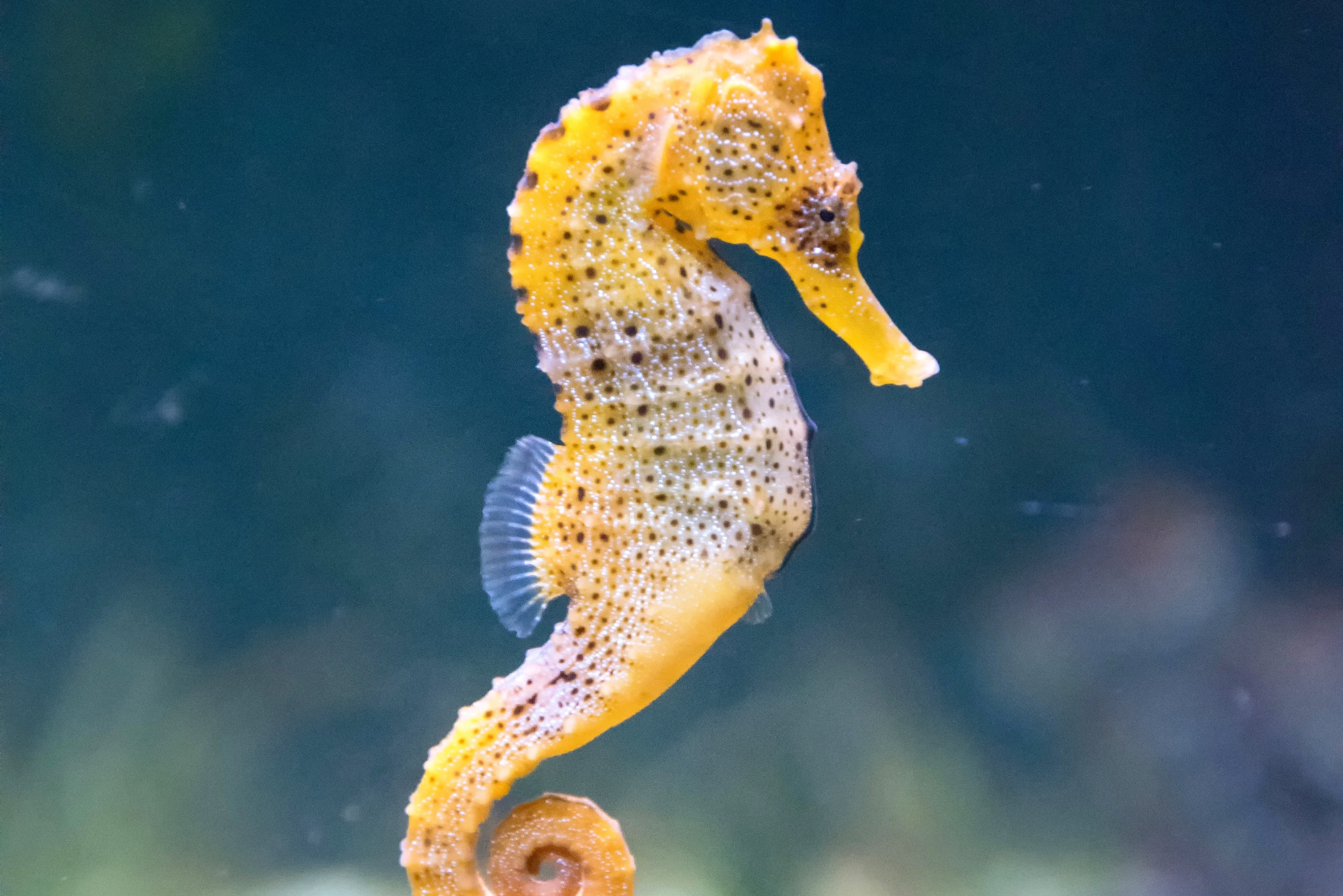 Pet Seahorse Myths Busted: Why Keeping Seahorses Is Easier Than You Think