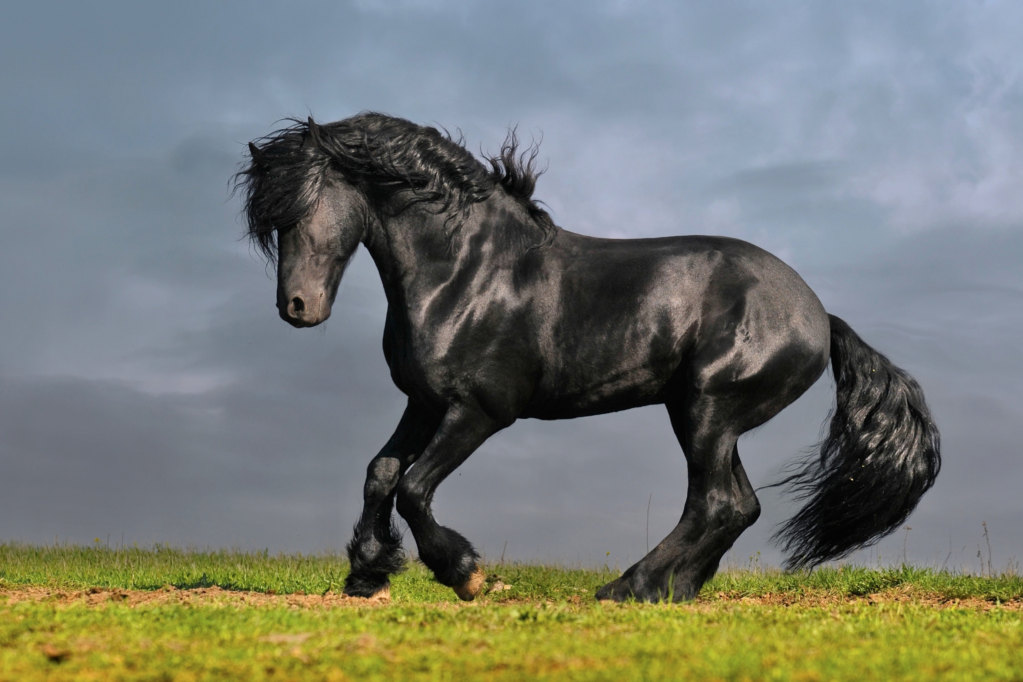 How to Build Your Horse's Hind End Muscles: Exercises, Fitness Plan & Tips