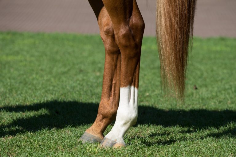 Hock Injections for Horses: What They Are, When They Help, and What to Expect