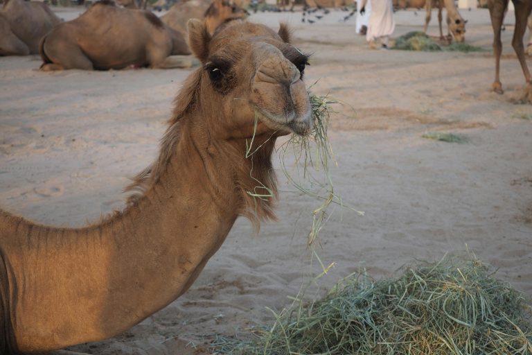 How to Choose the Right Hay for Your Camel