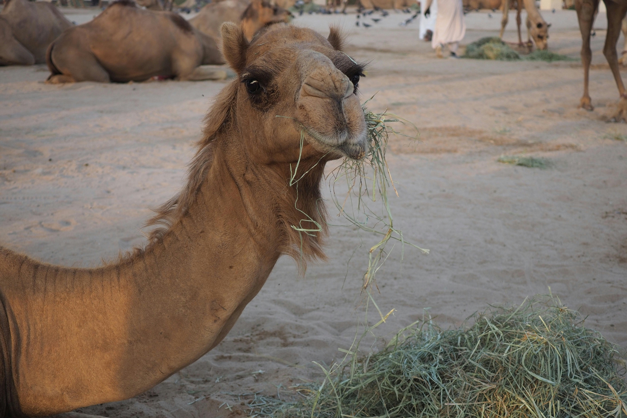 How to Choose the Right Hay for Your Camel